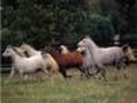 horses herd.jpg